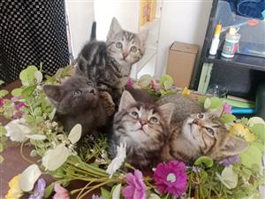 Bengal x kittens for sale