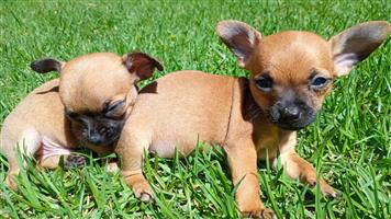 Chihuahua Puppies 