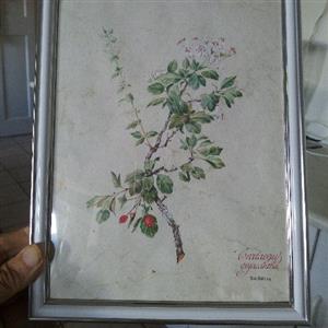 Huisgenoot, original gift