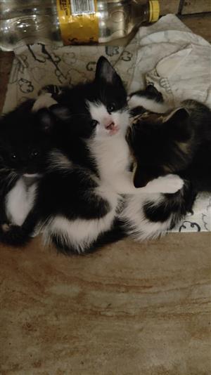 Playful baby kittens up for sale 