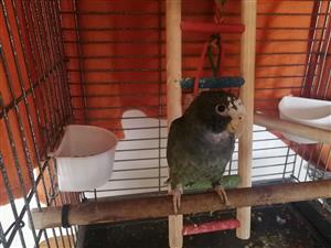 White crowned pionus parrot for sale 