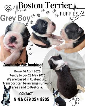 Mooiste Boston Terrier babas!