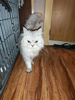 Persian kittens 