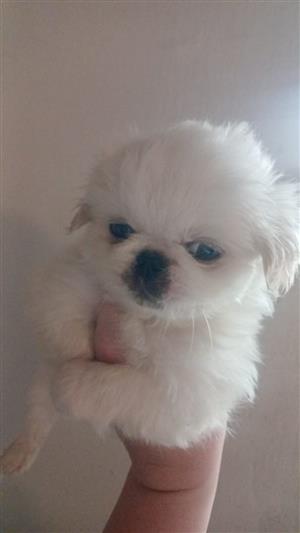 Pekingese males available 