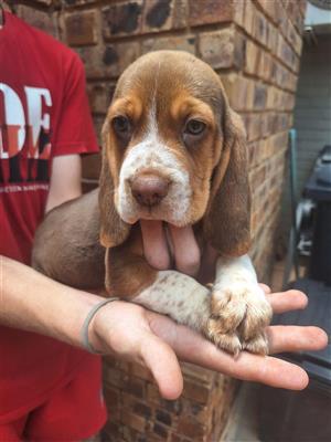 BEAUTIFUL PURE BRED BEAGLE PUPPIES