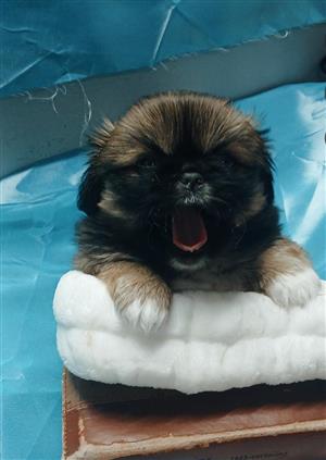 Pekingese Puppies