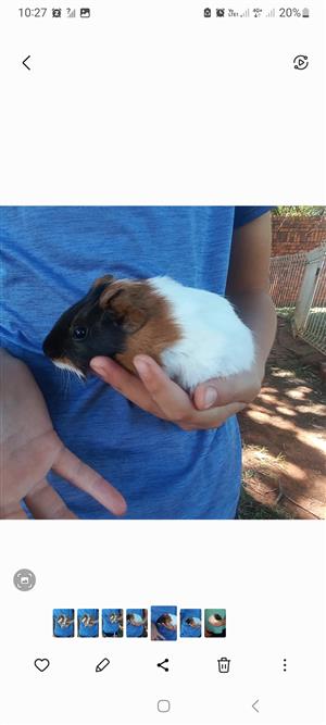 Beautiful guinea pig babies for sale
