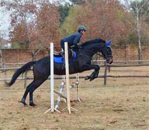 Magnificent Thoroughbred Gelding for sale!!!