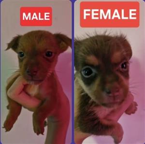 Yorkie Crossing Puppies