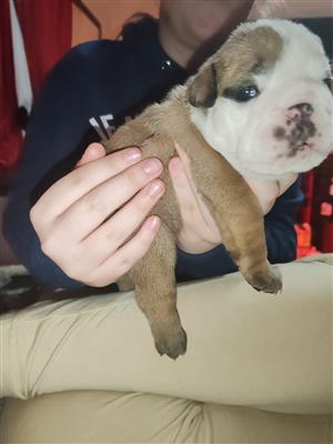 English Bulldog Puppy's 