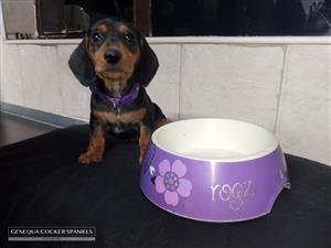 Registered Bloodlines Purebred Miniature Dachshund Puppies For Sale 
