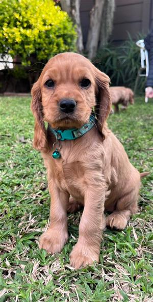 Pure Bred Cocker Spaniel puppies