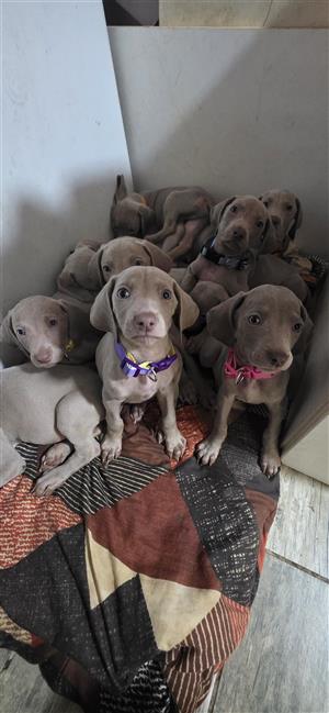 Weimaraner puppies 8 weeks old