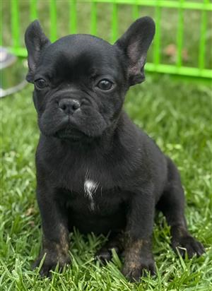 Beautiful French bulldog puppies available 