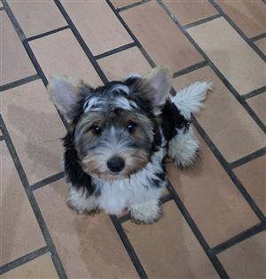 Yorkie puppies 