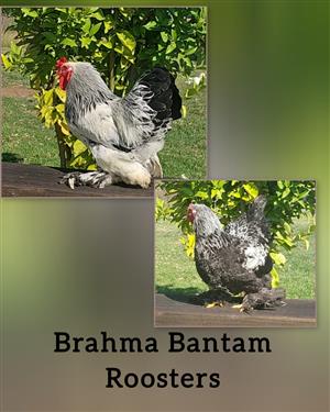 Brahma Chickens