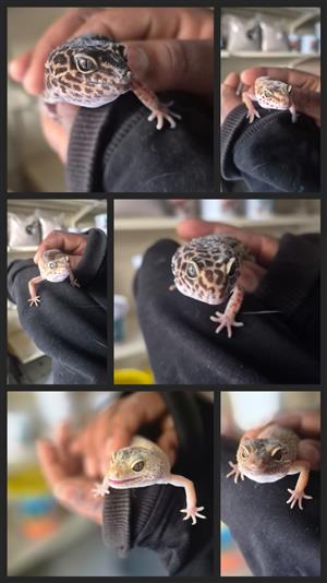 Leopard Geckos for sale.