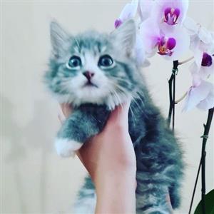 silver main coone kitten 