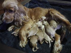 Cocker spaniel babas te koop