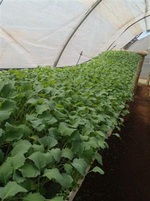 English Giant Rape Seedlings