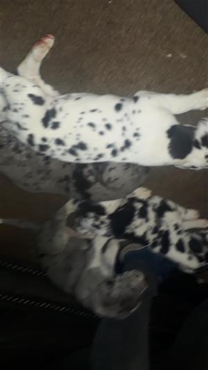 Registered Great Dane puppies for sale