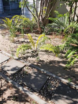 Make a Offer - 8 x Cycad Brood Boom from R1500 each
