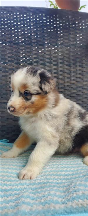 Australian shepherd 