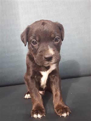 Boston Terrier cross Labrador puppies for sale.