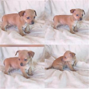 Chihuahua x Dachshund , chiweenie pups.