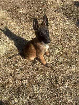 Malinois Belgian Shepherd 