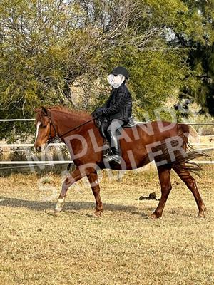 Steady and Kind Arab Mare - 13.2hh