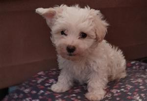 MALE MALTESE PUPPY VACINATTED AND DEWORMED BORN 20 MAY 2022 