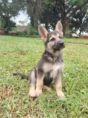 German shepherd puppies