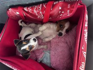 Short legged Jack russel puppies