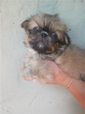 Pekingese male