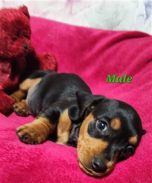 Miniature Dachshund Puppies 