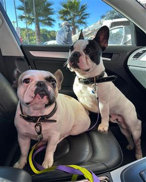 Adult male and female French bulldogs