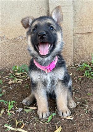German Shepherd Puppies In All Ads In Gauteng Junk Mail