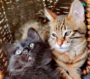 MAINE COON MIX KITTENS AVAILABLE 