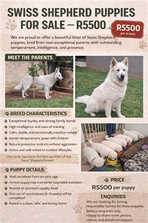 White Swiss Shepherd puppies