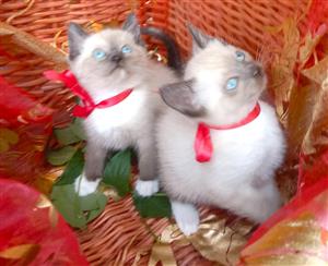 Beautiful blue point red point kittens