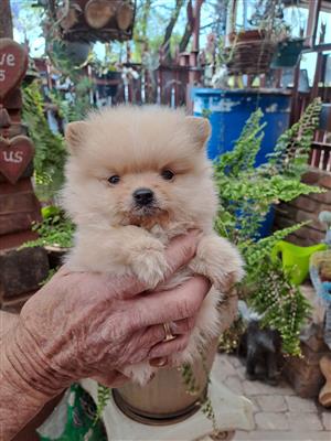 Purebred Pomeranian Puppy 