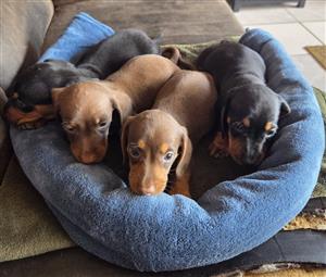 3 Miniature Dachshund Puppies for Sale. 