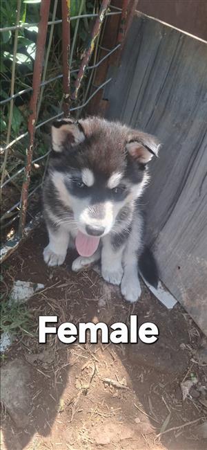 Husky Puppys for sale/Adoption