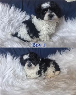 Maltese poodle