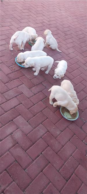 Labrador Puppies 