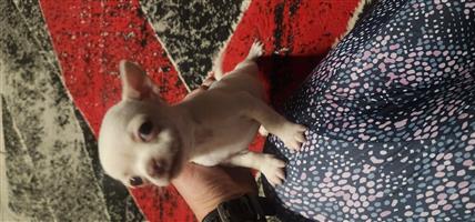 Pure breed Male Chihuahua puppy 