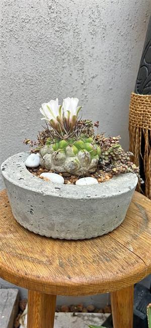 Flowering cactus in a cement pot
