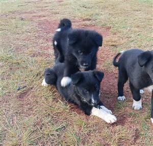 German shepherd/Border collie Puppies 