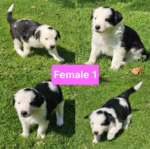 Border collie puppies